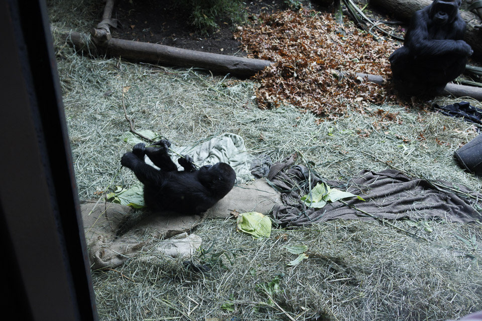 Woodland Park Zoo — photo 17